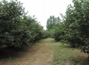 Satılır 150 sot torpaq Şəki