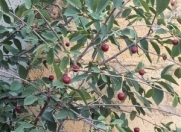 Satılır 7.8 sot torpaq Badamdar