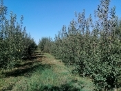 Satılır 2.4 sot torpaq Quba