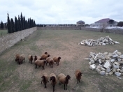 Satılır 31 sot torpaq Bilgəh