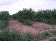 Satılır 300 sot torpaq Samux