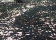 Satılır 1500 sot torpaq Zaqatala