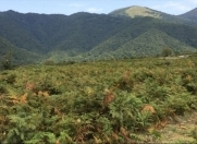 Satılır 12 sot torpaq Qax