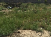 Satılır 14 sot torpaq Novxanı