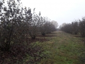 Satılır 80 sot torpaq Xaçmaz