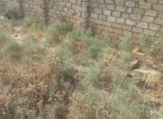 Satılır 7 sot torpaq Novxanı