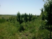 Satılır 500 sot torpaq Şamaxı