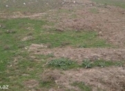 Satılır 6.5 sot torpaq Albalı