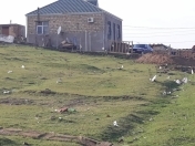 Satılır 17 sot torpaq Çiçək