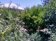 Satılır 8 sot torpaq Saray