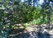 Satılır 8 sot torpaq Saray