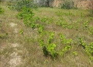 Satılır 12 sot torpaq Novxanı