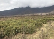 Satılır 14 sot torpaq Zaqatala