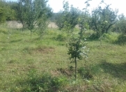 Satılır 24 sot torpaq Quba