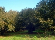 Satılır 200 sot torpaq Zaqatala