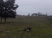 Satılır 60 sot torpaq Albalı