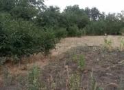 Satılır 30 sot torpaq Şamaxı