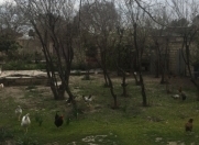 Satılır 4 sot torpaq Sahil