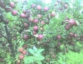 Satılır 1 sot torpaq Quba