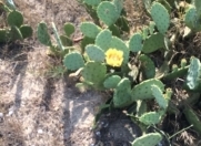 Satılır 12 sot torpaq Novxanı