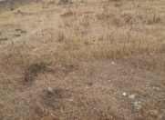 Satılır 10 sot torpaq Binə