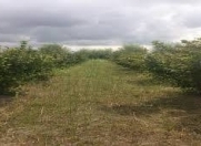 Satılır 330 sot torpaq Xaçmaz