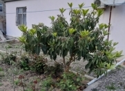 Satılır 3 otaqlı 100 m2 həyət evi Ceyranbatan