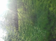 Satılır 7 sot torpaq Zaqatala