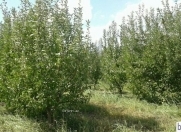 Satılır 1 sot torpaq Xudat