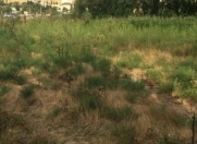 Satılır 26 sot torpaq Asan Xidmət-3