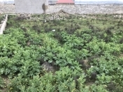 Satılır 3 sot torpaq Digah