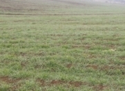 Satılır 6 sot torpaq Lənkəran