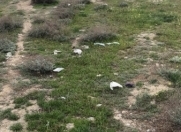 Satılır 7 sot torpaq Məhəmmədli