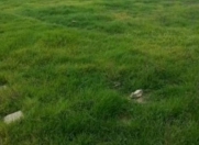 Satılır 10 sot torpaq Perekeşkül