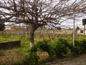 Satılır 24 sot torpaq Novxanı