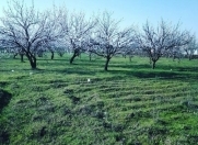 Satılır 28 sot torpaq Ağdaş