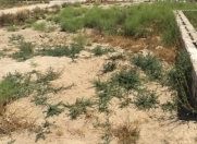 Satılır 1 sot torpaq Ramana