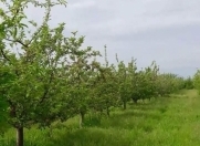 Satılır 400 sot torpaq Qusar