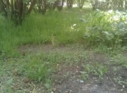 Satılır 2 otaqlı 8000 m2 həyət evi Şəki