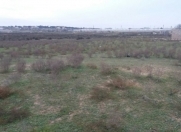 Satılır 40 sot torpaq Zirə