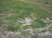 Satılır 10 sot torpaq Saray