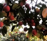 Satılır 89 sot torpaq Göyçay