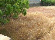 Satılır 6 sot torpaq Ramana