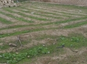 Satılır 6.5 sot torpaq Pirşağı