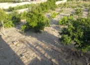 Satılır 16 sot torpaq Novxanı