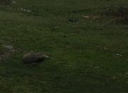 Satılır 25 sot torpaq Məhəmmədli