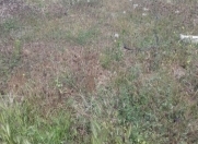 Satılır 12 sot torpaq Bilgəh