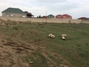 Satılır 20 sot torpaq Buzovna