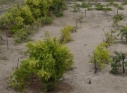 Satılır 15 sot torpaq Novxanı