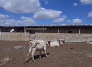 Satılır 1 otaqlı 2000 m2 obyekt Müşfiqabad